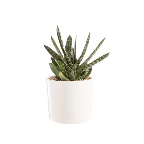 Jardin actuel:Gasteria panachage par 18 pot émaillé Ø20x30 cm
