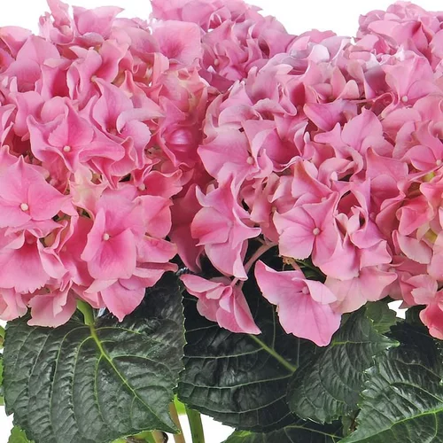 Qualité pour le jardin：Hortensia - Le pot de 5 litres