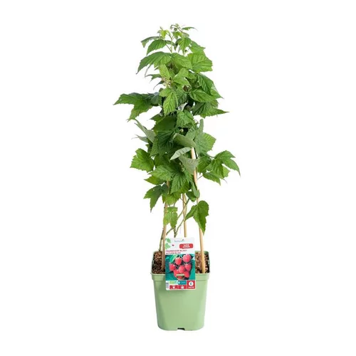 Moderne extérieur:Framboisier Autumn Bliss Bio. Le pot de 5 litres