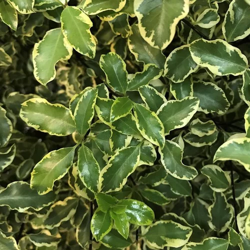 Une touche jardin：Pittosporum Tenuifolium variegatum panaché. Le pot de 10 litres