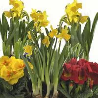 Jardin malin:Composition narcisses et primevères - La coupe de 27 cm