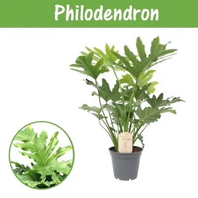 Mieux au jardin:Philodendron Little Hope. Le pot de Ø 17 x H 60 cm, forme ramifiée