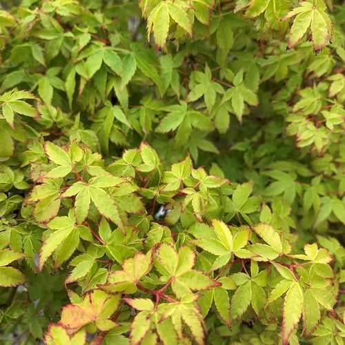 Jardin à vivre:Érable du Japon Crimson Princess 80/100. Le pot de 10 litres