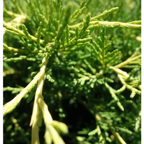 Bien pratique à l’extérieur:Genévrier Juniperus Media Old Gold 40/50. Le pot de 3 litres