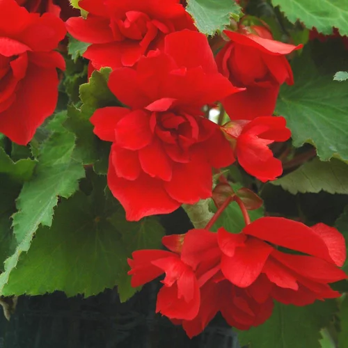Le pratique au jardin：Bégonia Tubereux divers coloris. La jardinière de 40 cm