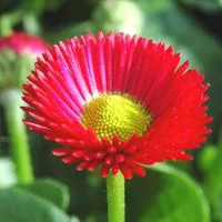 Essentiel nature：Pâquerette - La barquette de 6 plants
