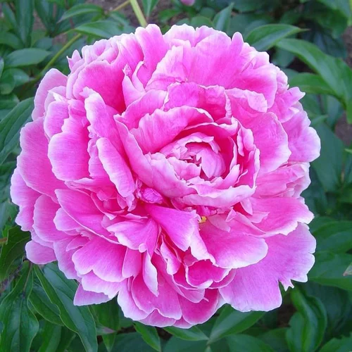 Qualité pour le jardin:Pivoine herbacée - Le pot de 3 litres