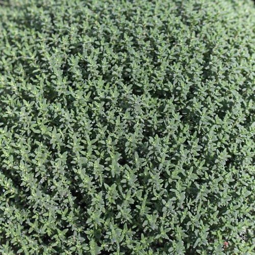 Confort jardin：Thym Commun Bio. Le pot de 10,5 cm