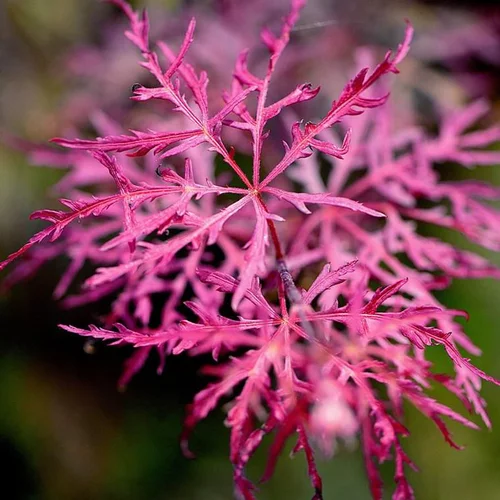 Une idée maline pour le jardin：Acer Palmatum Dissectum Inaba Shidare (Érable du Japon) 1/2 tige en pot de 55 L rouge