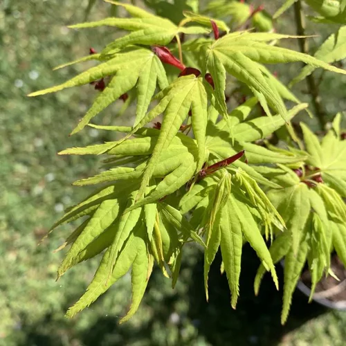 Jardin actuel：Érable du Japon greffé Mikawa Yatsubusa vert. Le pot de 16 litres, forme ¼ de tige