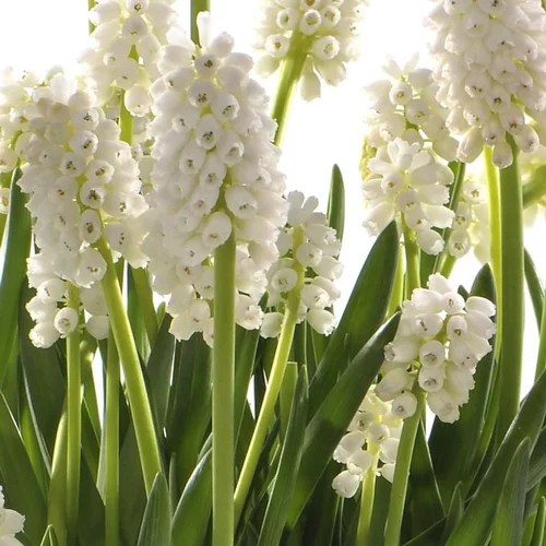 Adapté à vos extérieurs：Muscari blanc - Le pot de 10,5 cm