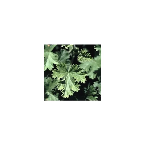 Pour un jardin agréable:Géranium Odorant - La coupe de 25 cm