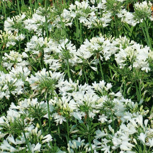 Jardin et idées：Agapanthe Bingo White blanche en pot de 2 litres