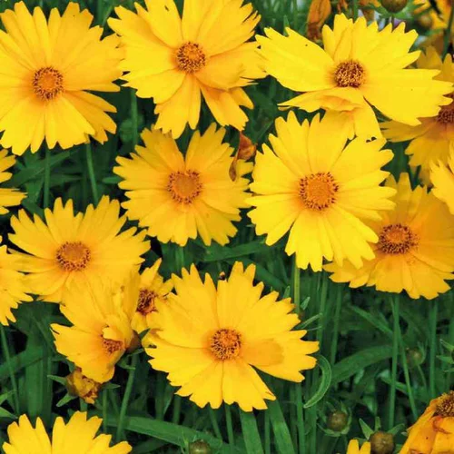 Une touche pratique au jardin：Coreopsis Nain jaune - Le pot de 9 x 9 cm