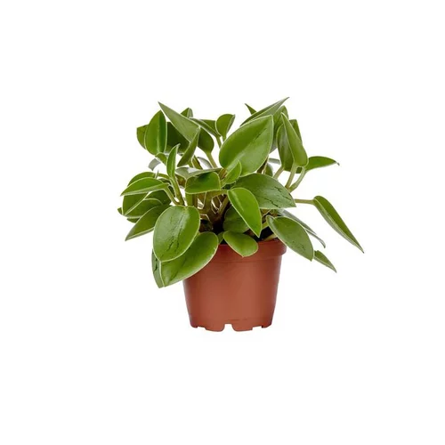 Idée jardin:Peperomia Pixie – Pot de Ø12 cm