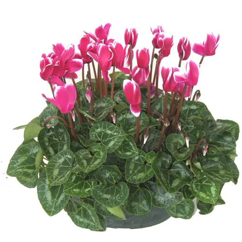 Pensé pour vos extérieurs：Cyclamen - La coupe de 23 cm
