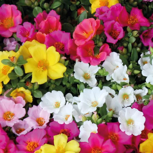 Un atout pour le jardin：Pourpier a fleurs simples - La barquette de 4 plants