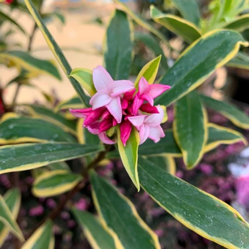 À découvrir pour le jardin：Daphne Odora Aureomarginata 30/40. Le pot de 2 litres
