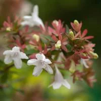 L’essentiel pour le jardin:Abélia - Le pot de 1 litre