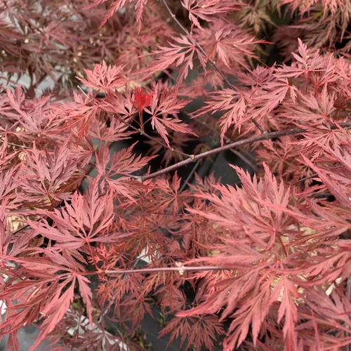 Pour vivre le jardin autrement：Érable du Japon Orangeola orange. Le pot de 16 litres, forme ¼ tige