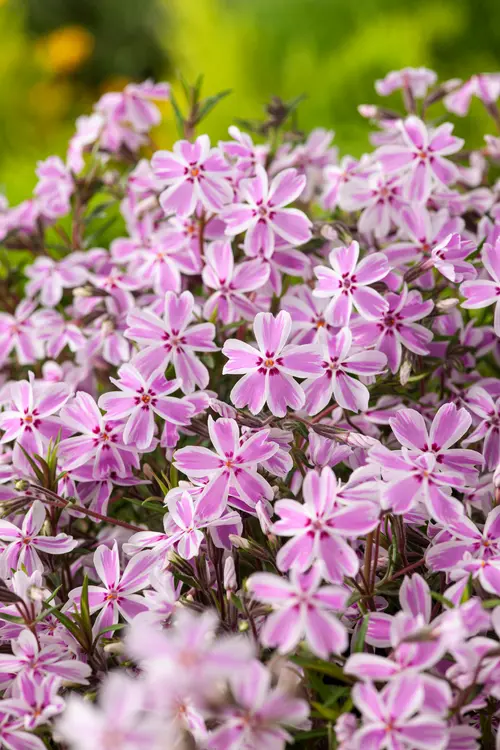 Jardin & loisirs:Phlox nain CANDY STRIPES - Le pot de 2 litres