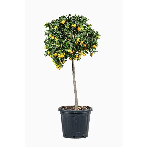 Pour vos projets extérieurs：Calamondin. Le pot de 50 litres