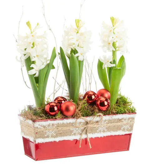 Un plus pour votre jardin:Jacinthe x 3 jardinette zinc rouge ruban textile - 22 cm