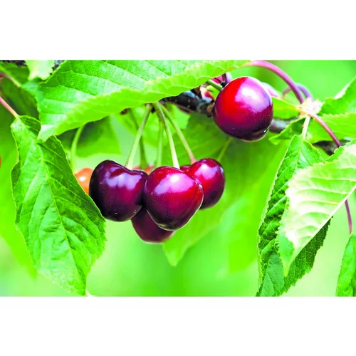 Vie au jardin:Cerisier Nain Maynard. Le pot de 10L en forme 1/4 tige