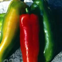 Loisirs au jardin：Poivron Long. La barquette de 4 plants