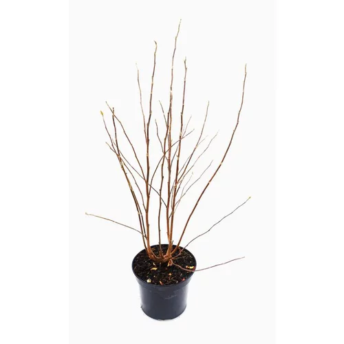 Utile pour le jardin：Magnolia étoilé - pot 7 L