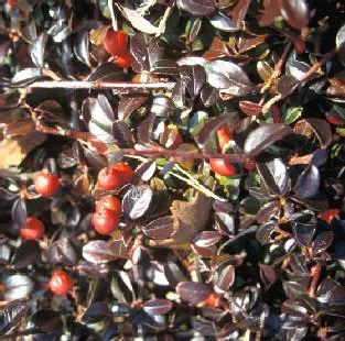 Solution extérieure:Cotoneaster Damneri Major vert en pot de 1 L
