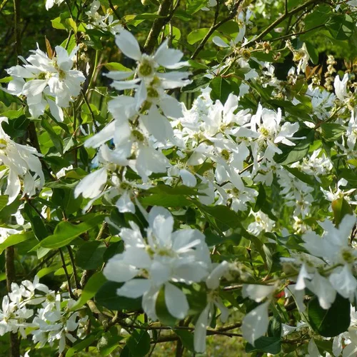 Pour votre espace:Magnolia étoilé 1/2 tige (Stellata) blanc. Le pot de 18 litres