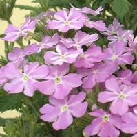 Le pratique pour l’extérieur：Verveine retombante - Le pot de 10.5 cm
