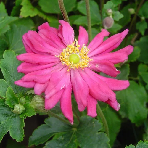 Pour tous vos besoins jardin：Anemone X Pamina (Rouge Foncé). Le pot de 9x9 cm