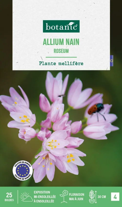 Inspiration jardin:Allium roseum botanic® - 25 bulbes