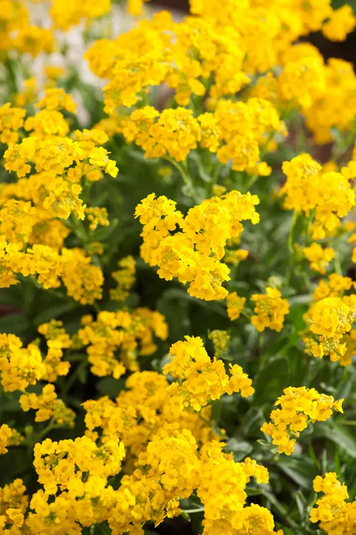 Pour tous les jardins：Corbeille d’or - Le pot de 2 litres