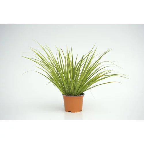 Essentiel pratique：Acorus Gramineus Ogon - Le pot diam 12 cm
