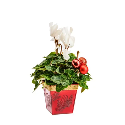 Jardin et confort:Cyclamen en pot carré zinc rouge