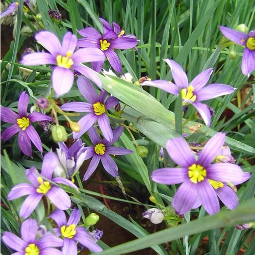 Le pratique pour l’extérieur:Sisyrinchium Californicum - Le pot de 2 litres