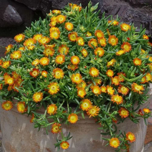 Essentiel extérieur：Delosperma Weels Of Wonder Orange - Le pot de 2 litres