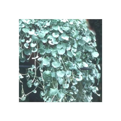 Un plus pour vos extérieurs:Dichondra - Le pot de 10.5 cm