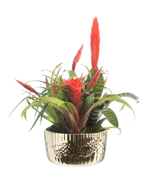 Un atout au quotidien：Bromélia coupe cécina - Ø 18 cm