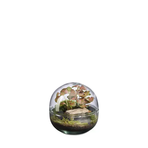 Jardin à découvrir：Terrarium autonome Mini Monde Banc botanic® - taille S