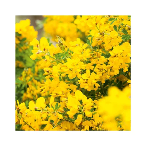 Adapté à l’extérieur：Genêt Porlock (Genista Porlock). Le pot de 7 litres