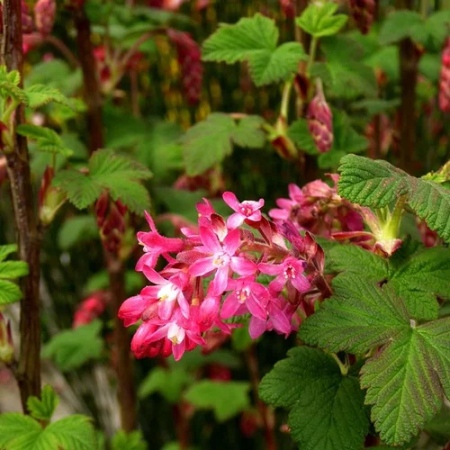 Jardin à équiper：Groseillier à fleurs King Edwards 7. Le pot de 5 litres
