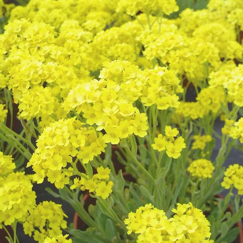 Pour un extérieur bien organisé：Alyssum Varie. Le pot de 2 litres