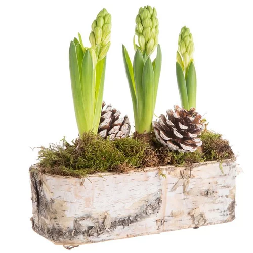 Esprit végétal:Composition de Noël 3 jacinthes multicolore jardinière bouleau