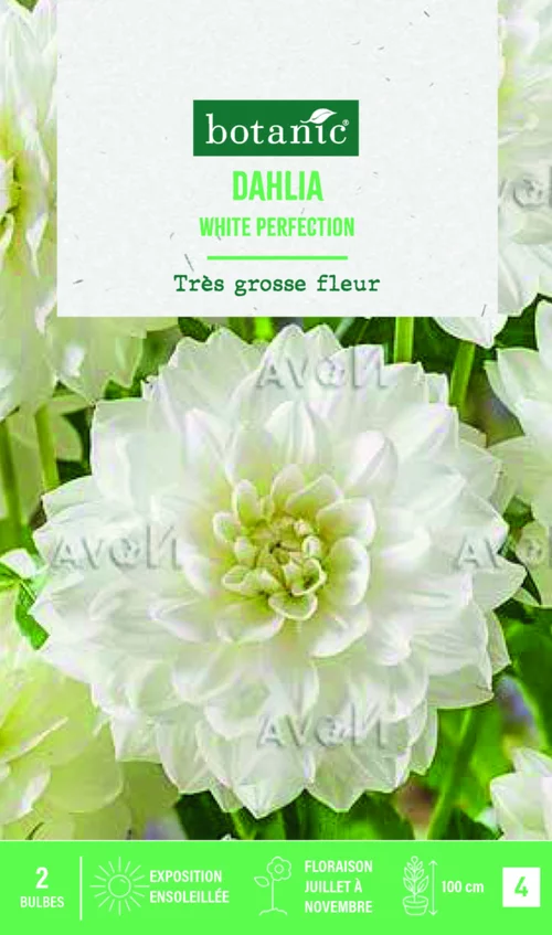 Pour tous vos projets jardin：Bulbes de fleurs Dahlia décoratif White Perfection botanic® - 2 bulbes