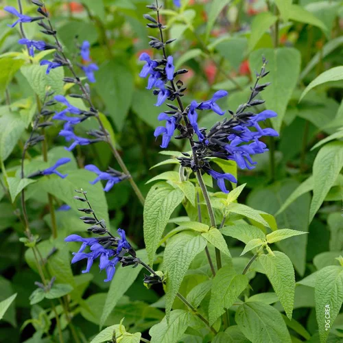Une sélection pensée pour l’extérieur:Sauge des Guaranis 'Black And Blue' - Le pot de 2 litres