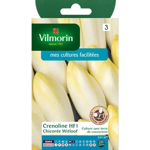 Univers végétal：Graines de chicorée witloof HF1 Vilmorin - graines à semer